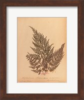 Botanical Fern XVIII Fine Art Print