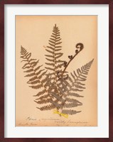 Botanical Fern IV Fine Art Print