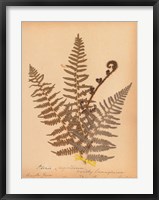 Botanical Fern IV Fine Art Print