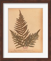 Botanical Fern XI Fine Art Print