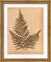 Botanical Fern XI Fine Art Print