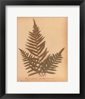 Botanical Fern XI Framed Print