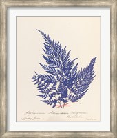 Botanical Fern XVIII Blue Fine Art Print
