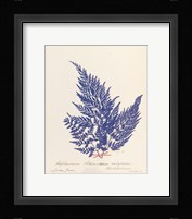 Botanical Fern XVIII Blue Fine Art Print