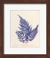 Botanical Fern XVIII Blue Fine Art Print