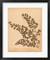 Botanical Fern III Fine Art Print