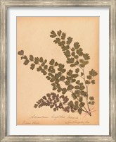 Botanical Fern III Fine Art Print