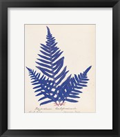 Botanical Fern XI Blue Framed Print