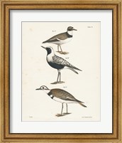 Shore Birds III Fine Art Print