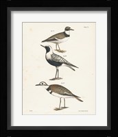 Shore Birds III Framed Print