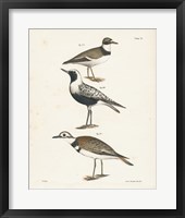Shore Birds III Fine Art Print