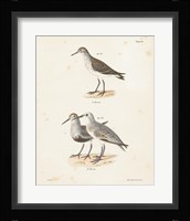 Shore Birds I Framed Print