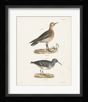 Shore Birds II Fine Art Print