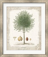 Garden Trees I - Nutmeg Tree Fine Art Print