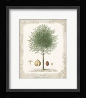 Garden Trees I - Nutmeg Tree Framed Print