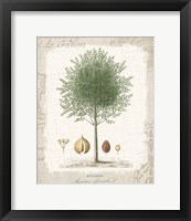 Garden Trees I - Nutmeg Tree Fine Art Print