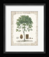 Garden Trees I - Tropical Gayc Tree Framed Print