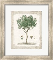 Garden Trees I - Ciste de Crete Fine Art Print