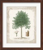 Garden Trees I - Angusture Fine Art Print