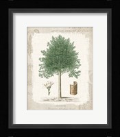 Garden Trees I - Angusture Framed Print