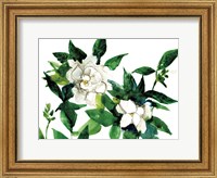 Bright Gardenias Fine Art Print