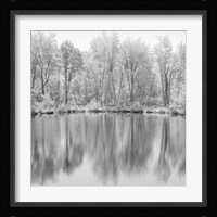 Tree Reflections Fine Art Print