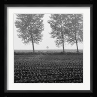 Trees of Tuscany Fine Art Print