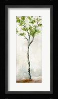 Watercolor Birch Trees II Fine Art Print