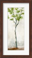 Watercolor Birch Trees II Fine Art Print