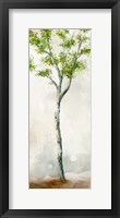 Watercolor Birch Trees II Framed Print
