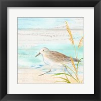 Sandpiper Beach IV Framed Print