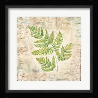 Birch Bark Ferns II Framed Print