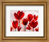 Contemporary Poppies Red Fine Art Print