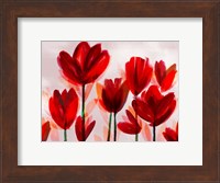 Contemporary Poppies Red Fine Art Print