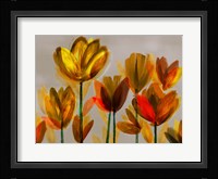 Contemporary Poppies Yellow Fine Art Print