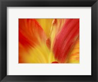 Tulipa Fine Art Print