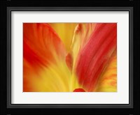Tulipa Fine Art Print
