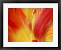 Tulipa Fine Art Print