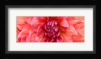 Perfect Dahlia Fine Art Print