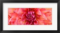Perfect Dahlia Fine Art Print