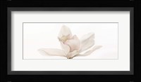 Cattleya Fine Art Print