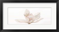 Cattleya Fine Art Print