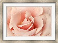 Rosa Fine Art Print