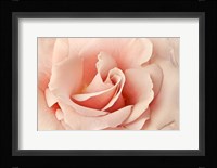Rosa Fine Art Print