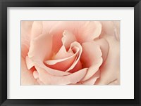 Rosa Fine Art Print