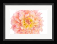 Coral Dahlia Fine Art Print