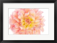 Coral Dahlia Fine Art Print