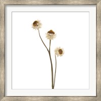 Strawflower Fine Art Print