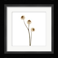 Strawflower Fine Art Print
