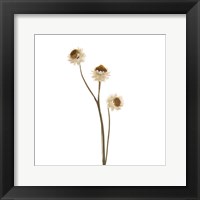 Strawflower Fine Art Print